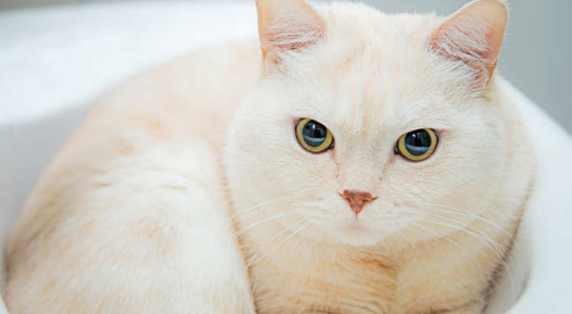 斯可可猫应该如何饲养？斯可可猫的特征分享