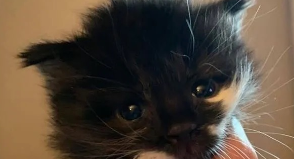圆脸猫睡午觉突然被东西砸醒，低头一看傻眼了：这不是在做梦吧！