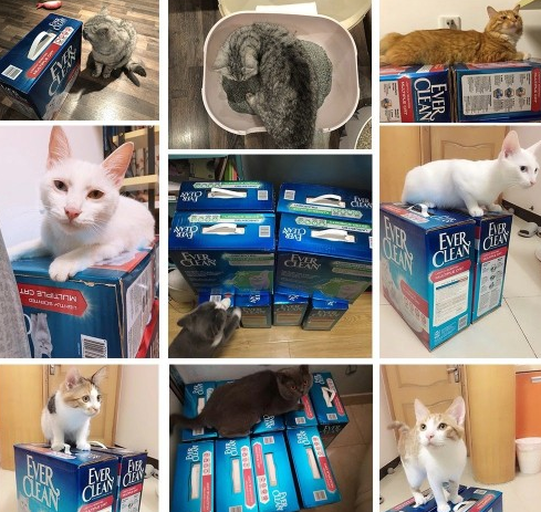 蓝钻猫砂白标绿标红标哪个好 蓝钻猫砂白标绿标红标哪个好
