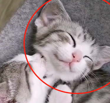 两只猫咪午睡,走近一看哭笑不得,主人:你俩这是做啥噩梦了? 两只猫咪午睡,走近一看哭笑不得,主人:你俩这是做啥噩梦了?