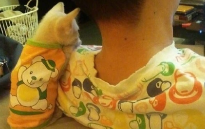 主人让橘猫锻炼,橘猫撒娇:那个哑铃这么大,我的手手会折断的! 主人让橘猫锻炼,橘猫撒娇:那个哑铃这么大,我的手手会折断的!