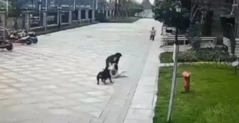“涉事黑犬已找到”!罗威纳犬主人已被采取刑事强制措施!医生:女童“丢肾概率高”! “涉事黑犬已找到”!罗威纳犬主人已被采取刑事强制措施!医生:女童“丢肾概率高”!