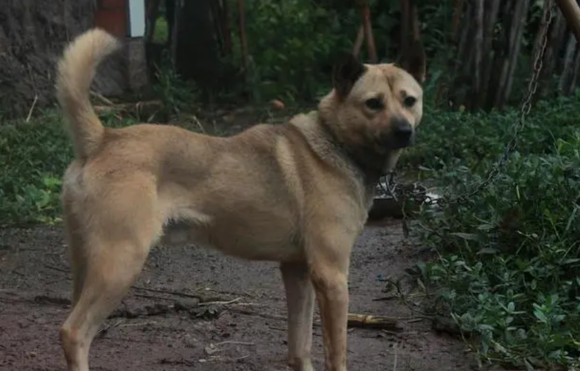 土狗一窝怎么选狗王