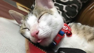 流浪猫在茶几上睡到“变形”,女主人傻眼:你才来家里几天? 流浪猫在茶几上睡到“变形”,女主人傻眼:你才来家里几天?