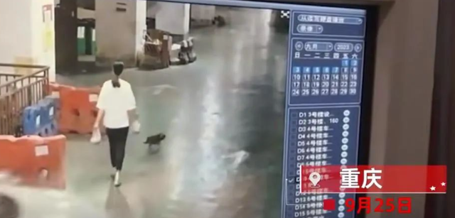 小土狗未牵绳在车库被碾压，车主无奈：谈好赔土狗，又改要泰迪！
