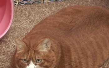 网友家养超胖橘猫，看起来像一个巨大面包，连狗狗都不敢和它抢食