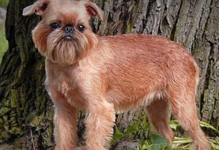 布鲁塞尔粗毛猎犬有什么缺点,对陌生人的自我意识强 布鲁塞尔粗毛猎犬有什么缺点,对陌生人的自我意识强