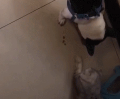 馋猫虎口偷狗粮,颤抖的小爪如履薄冰,猫:我就拿一个!绝不多拿 馋猫虎口偷狗粮,颤抖的小爪如履薄冰,猫:我就拿一个!绝不多拿