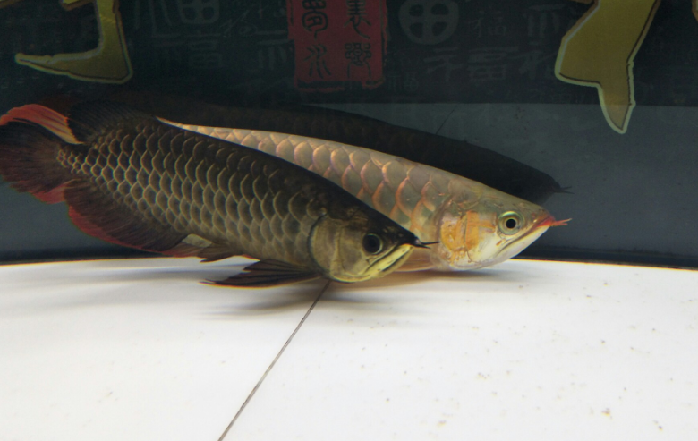 黑龙鱼怎么养?饲养环境是比较重要的 黑龙鱼怎么养?饲养环境是比较重要的