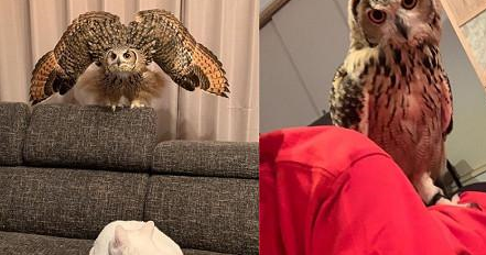 猫头鹰盯着逗猫棒玩耍，表情和猫一模一样，你还说你们不是亲戚？