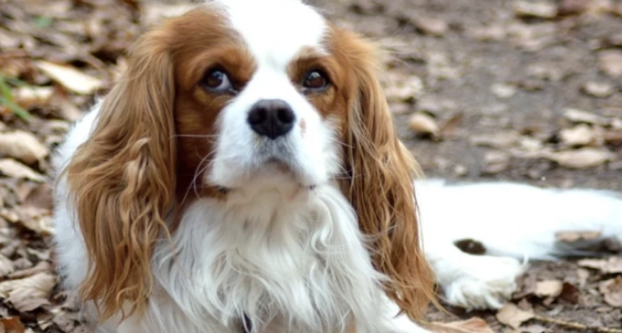 查理王小猎犬的缺点 查理王小猎犬的缺点