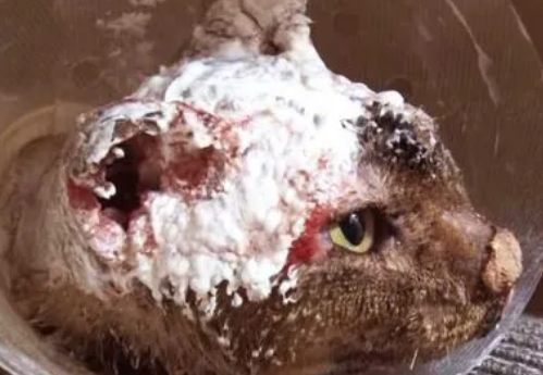 身体烧伤的流浪猫，倒在车底奄奄一息