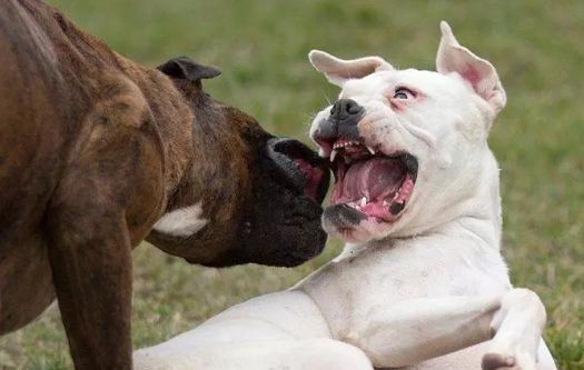 路遇恶犬怎么办？长沙训犬师：狗出现这些举动，说明存在攻击性！