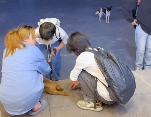 宠物犬被人抚摸时,流浪狗只敢在远处偷偷看着 宠物犬被人抚摸时,流浪狗只敢在远处偷偷看着