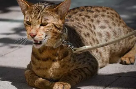 孟加拉猫有多可怕? 孟加拉猫有多可怕?