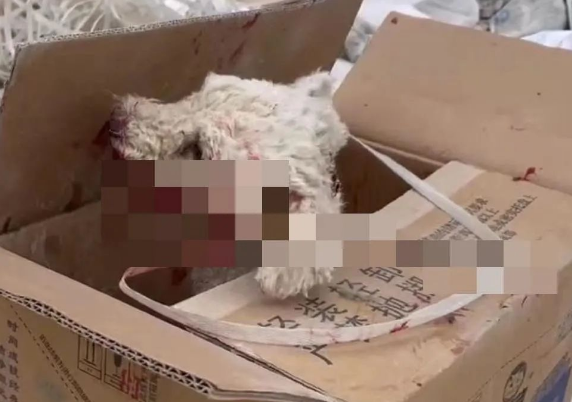 误入学校的小比熊犬,被保安刺穿了喉咙 误入学校的小比熊犬,被保安刺穿了喉咙