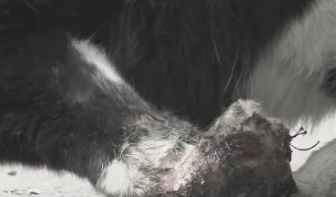 心疼！这只流浪猫腿部严重骨折，众人齐心协力救援！