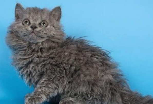 电烫卷猫怎么挑选,首先从外形上判断 电烫卷猫怎么挑选,首先从外形上判断
