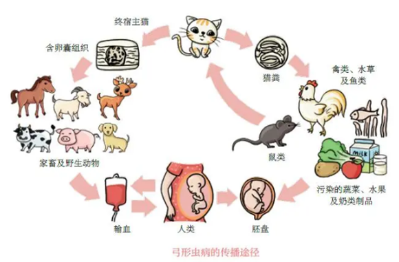 弓形虫怎么传染给孕妇 弓形虫怎么传染给孕妇