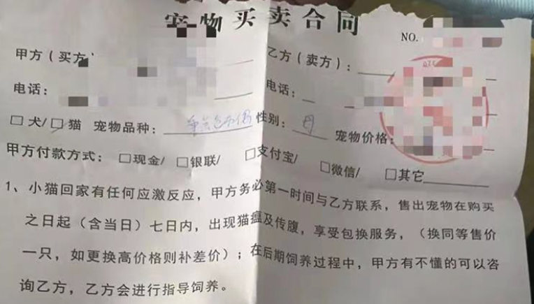 小猫买来一周就死，碰到“星期猫”消费者该怎么办