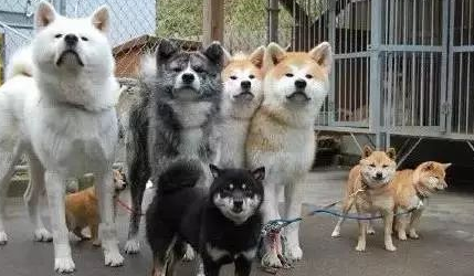 秋田犬成中国富豪新宠?61万一只的它可不是你脑中那条单身狗 秋田犬成中国富豪新宠?61万一只的它可不是你脑中那条单身狗