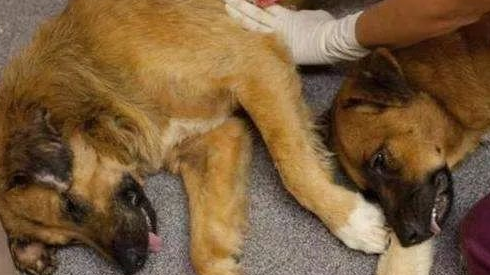 超14天无人领养流浪犬就要实行安乐死，你们支持吗？