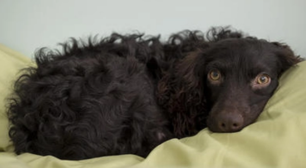 博伊金猎犬的养护常识 注意毛发的护理
