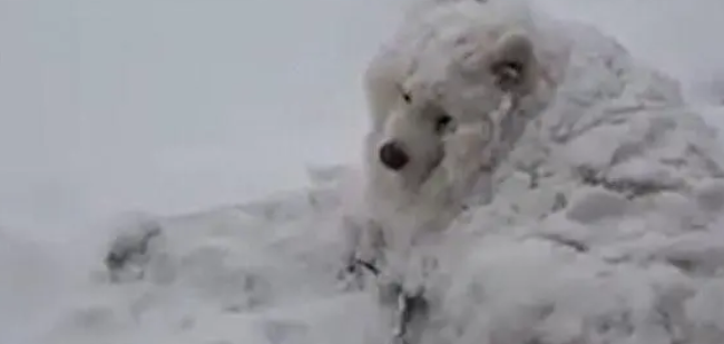 萨摩犬赏雪入迷主人叫不回,变雪球萌化众人 萨摩犬赏雪入迷主人叫不回,变雪球萌化众人