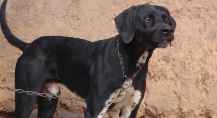 波音达猎犬怎么养 给它尽量多的活动量 波音达猎犬怎么养 给它尽量多的活动量