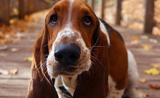 巴吉度犬性格 温和忠诚又恋人