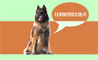 比利时坦比连犬哪里卖，它聪明姿态高雅
