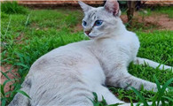 波米拉猫多少钱一只 波米拉猫价格是多少