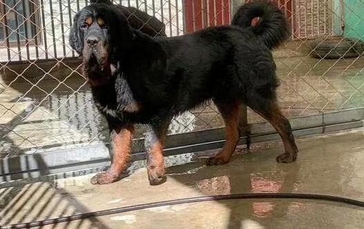 家里养藏獒违法吗 家里养藏獒违法吗