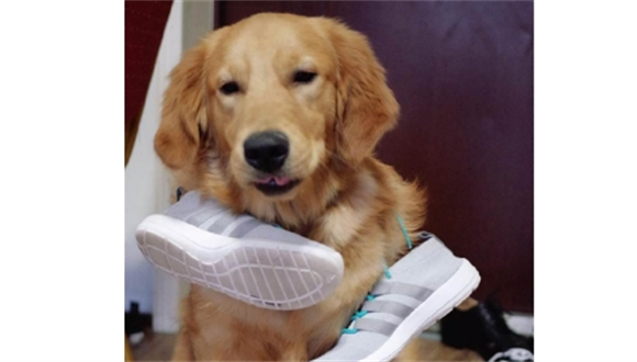 金毛和马犬哪个聪明