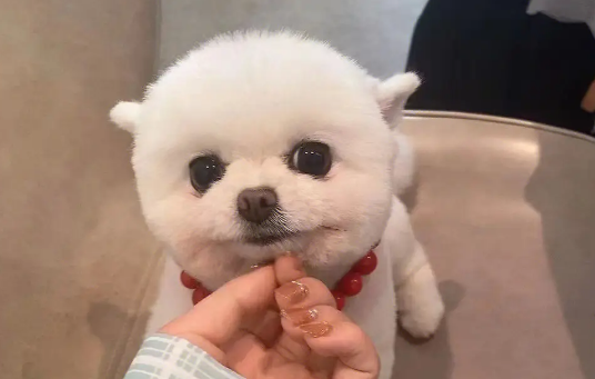博美几个月开始认主人