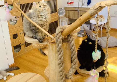 金故猫舍:与可爱的猫咪相伴的快乐时光 金故猫舍:与可爱的猫咪相伴的快乐时光