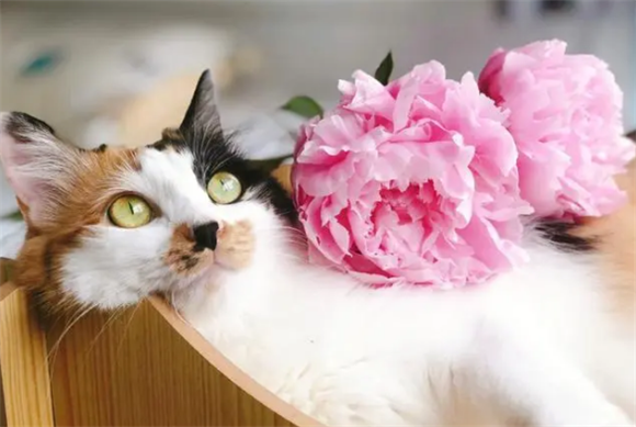 芍药对猫有毒吗