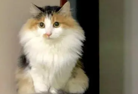 长毛猫脖子上的毛越来越短