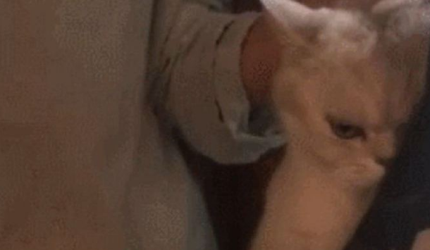 主人欲给猫咪洗澡,猫:我和我最后的倔强,握紧双手绝对不放 主人欲给猫咪洗澡,猫:我和我最后的倔强,握紧双手绝对不放