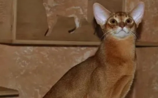 雀猫和阿比西尼亚猫区别有什么-宠物网