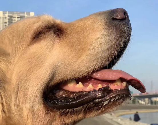 公金毛母马犬串长大 公金毛母马犬串长大