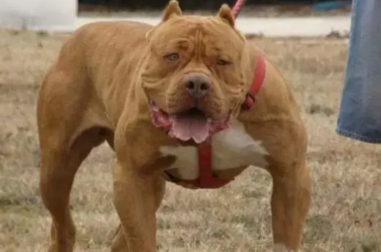 比特犬为什么咬主人