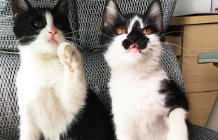 养奶牛猫的六大好处 养奶牛猫的六大好处