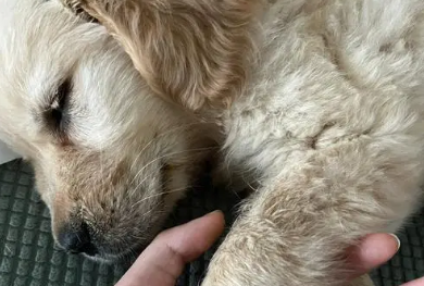 犬瘟的症状有哪些 犬瘟的症状有哪些