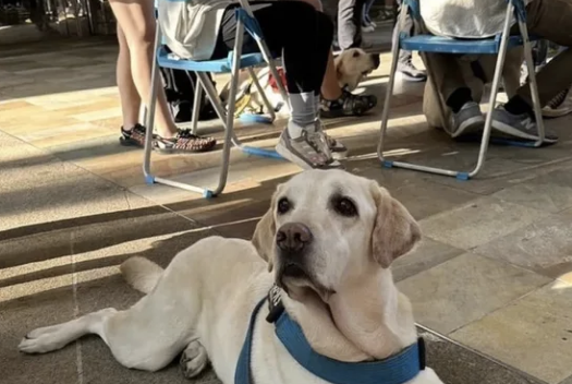 过安检被警犬狂吠,警察迅速围上来 过安检被警犬狂吠,警察迅速围上来
