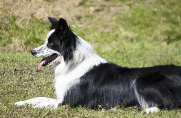 边牧可以作为缉毒犬吗