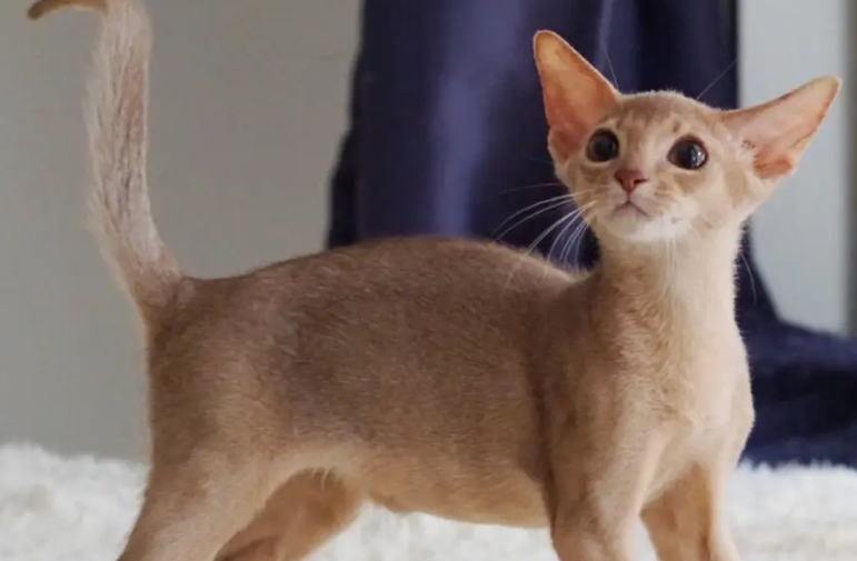 阿比尼西亚猫的特点 阿比尼西亚猫的特点