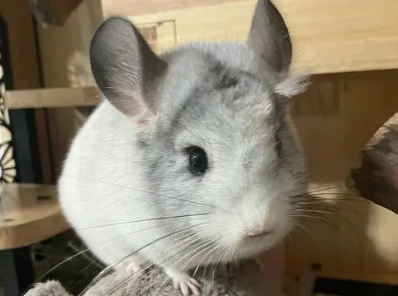 龙猫掉毛的原因?龙猫掉毛的几个原因和解决办法 龙猫掉毛的原因?龙猫掉毛的几个原因和解决办法