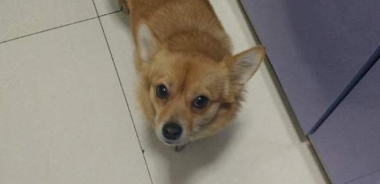 芬兰狐狸犬怎么区分 芬兰狐狸犬怎么区分