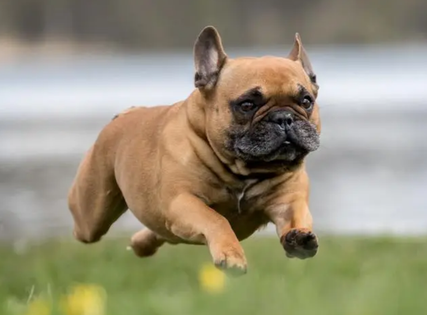 斗牛犬为啥养的都后悔